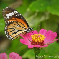 Danaus genutia Cramer, 1779